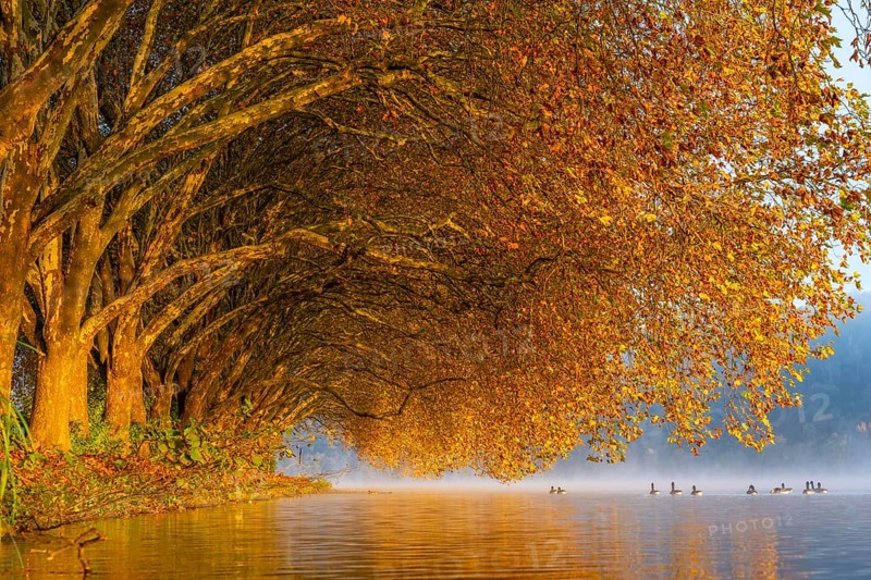 Autumn colours at the Platanen Allee, Hardenberg Ufer, lakeside path at Lake Baldeney, near Haus Scheppen, in Essen, Geese, North Rhine-Westphalia, Germany, Europe