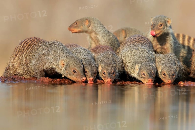 Zebra mongoose (Mungos mungo), adult, group, at the water, drinking, Kruger National Park, Kruger National Park, Kruger National Park South Africa