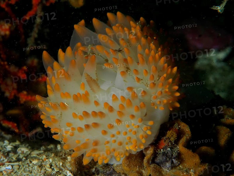 White nudibranch with dense orange dots, gas flame nudibranch (Bonisa nakaza), in the underwater world, False Bay dive site, Cape of Good Hope, Cape Town, South Africa, Africa