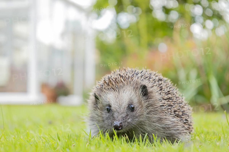 European hedgehog (Erinaceus europaeus) adult animal on a garden grass lawn, England, United Kingdom, Europe
