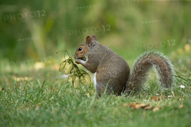 Grey squirrel (Sciurus carolinensis) adult animal feeding on seeds from a Sycamore tree on a garden grass lawn in the summer, England, United Kingdom, Europe
