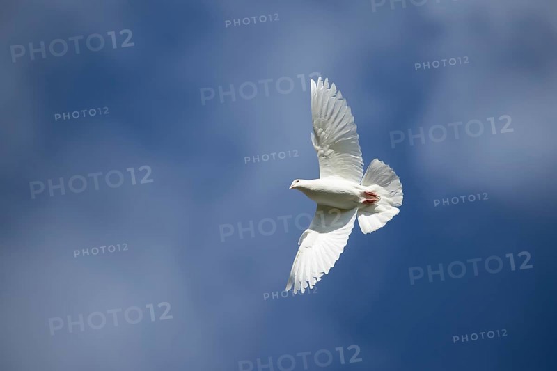 White or Release dove (Columba livia domestica) adult bird in flight, England, United Kingdom, Europe