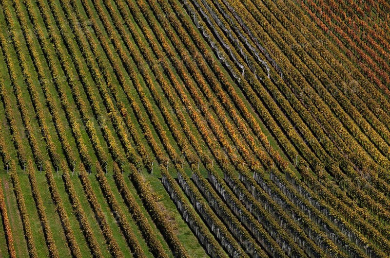 vineyard, vines, grapevines, winegrowing, autumn colouring, autumn, graphic, Strümpfelbach, Weinstadt, Baden-Württemberg, Germany, Europe