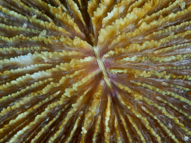Close-up of a brownish coral, mushroom coral (Fungia fungites), showing fine details and textures, dive site Gondol Bay, Gondol, Bali, Indonesia, Asia