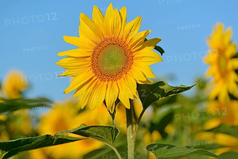 Sunflower (Helianthus annuus) in bloom, sunflower field, blue sky, North Rhine-Westphalia, Germany, Europe
