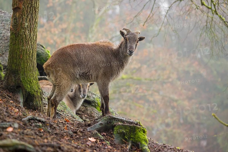A female Himalayan Tahr (Hemitragus jemlahicus) stands in the forest on a foggy day
