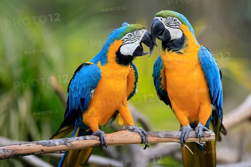 Yellow-breasted Macaw (Ara ararauna), adult, in perch, pair, social behaviour, South America