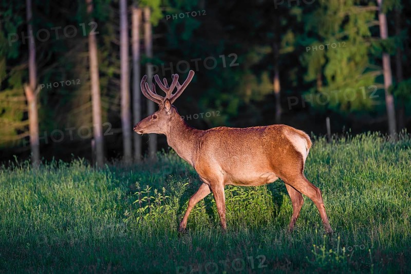 An Altai maral stag, Altai wapiti or Altai elk (Cervus canadensis sibiricus) stands in a meadow in the first light of the day