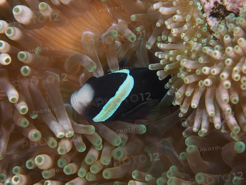 A black and white anemonefish, Clark's anemonefish (Amphiprion clarkii) melanistic, hiding in a sea anemone, dive site Toyapakeh, Nusa Ceningan, Nusa Penida, Bali, Indonesia, Asia