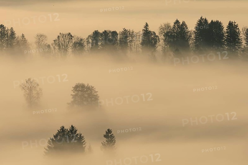 Foggy mood, fog, morning light, backlight, autumn, Loisach-Lake Kochel-Moor, foothills of the Alps, Bavaria, Germany, Europe