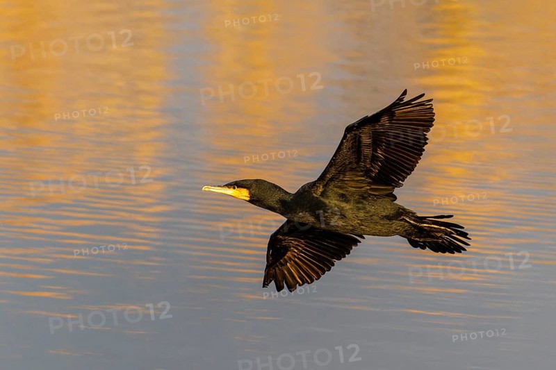 A cormorant flies gracefully over the water, which glows in warm orange tones, Cormorant, (Phalacrocorax carbo), wildlife, Germany, Europe