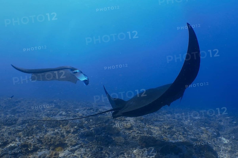 Two reef manta rays (Mobula alfredi), one of them completely in black, float gracefully through deep blue water, dive site Manta Point, Nusa Ceningan, Nusa Penida, Bali, Indonesia, Asia