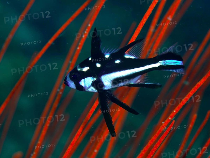 A black and white fish with spots, juvenile yellow-eyed snapper (Macolor macularis), swimming in front of red corals, dive site Prapat, Penyapangan, Bali, Indonesia, Asia