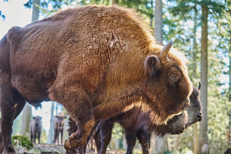 European bison (Bison bonasus) in a forest in spring, Bavarian Forest, Germany, Europe