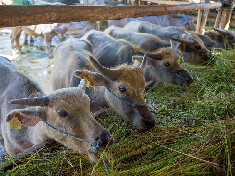 Young water buffalo (Bubalus arnee) market, Rantepao, Tana Toraja, Sulawesi, Indonesia, Asia