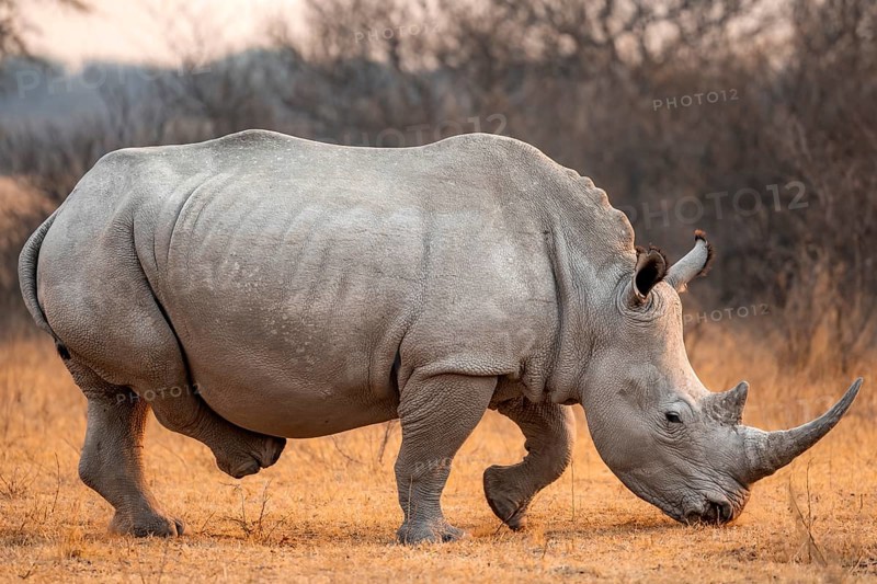 Southern white rhinoceros (Ceratotherium simum simum), rhino in the evening light, Khama Rhino Sanctuary, Serowe, Botswana, Africa