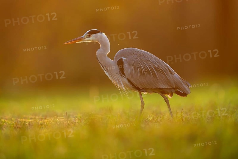 Grey heron (Ardea cinerea), animal portrait, evening light, Rosensteinpark, Stuttgart, Baden-Württemberg, Germany, Europe