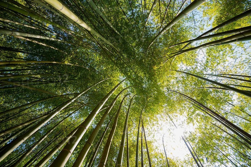 Bamboo, Botanical garden, Spring, Villa Carlotta, Tremezzo, Province of Como, Lake Como, Lago di Como, Lombardy, Italy, Europe