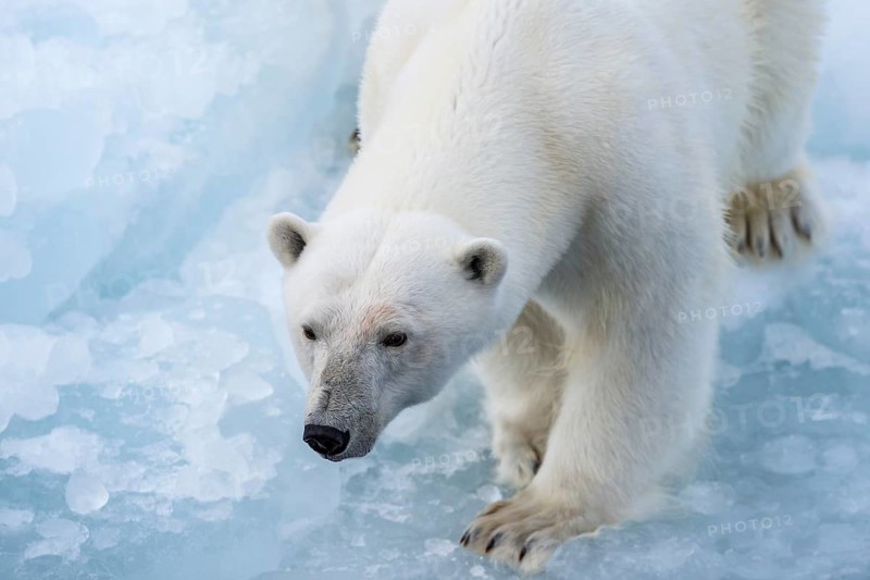 Polar bear (Ursus maritimus) on the pack ice at 82 degrees north, Spitsbergen Island, Svalbard and Jan Mayen archipelago, Norway, Europe