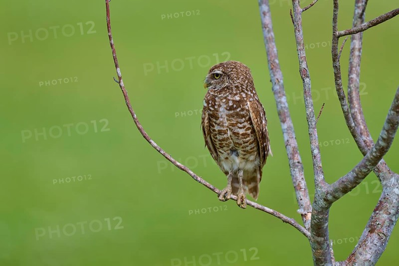 Burrowing owl (Speotyto cunicularia), sitting on a branch and observing the surroundings, Pembroke Pines, Florida, USA, North America