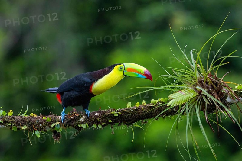 Fishing Toucan (Ramphastos sulfurantus), Toucans (Ramphastidae), Laguna del Lagarto Lodge, Alajuela, Costa Rica, Central America