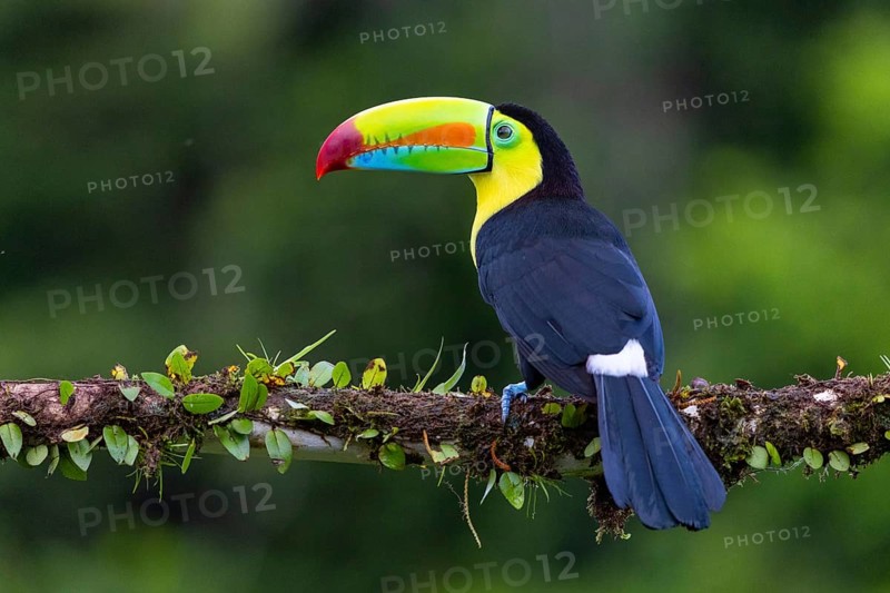 Fishing Toucan (Ramphastos sulfurantus), Toucans (Ramphastidae), Laguna del Lagarto Lodge, Alajuela, Costa Rica, Central America