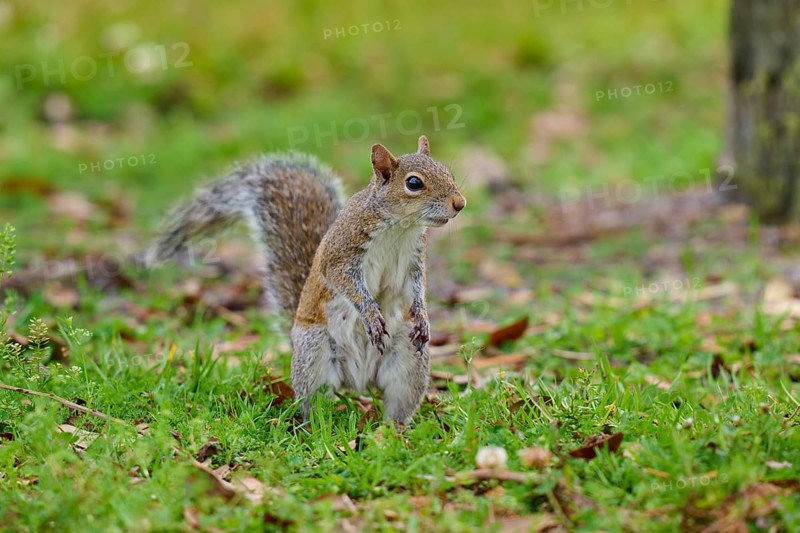 Grey Squirrel (Sciurus carolinensis), on meadow, springtime, Florida, USA, North America
