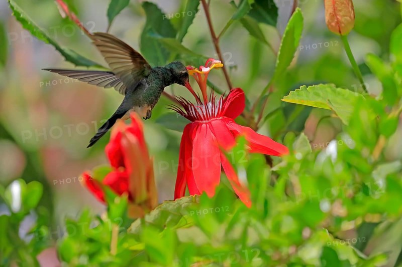 Broad-billed hummingbird (Cynanthus latirostris), adult, male, flying, on flower, foraging, Sonoran Desert, Arizona, North America, USA, North America