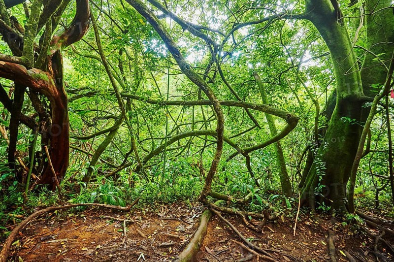 Landscape of Rainforest at the Lulumahu trail to the Lulumahu falls, Honolulu Watershed Forest Reserve, Hawaiian Island Oahu, O?ahu, Hawaii, Aloha State, United States, North America