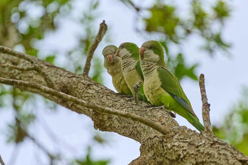 Monk parakeet (Myiopsitta monachus), three parrots sitting on a branch in a natural environment full of leaves, Pembroke Pines, Florida, USA, North America