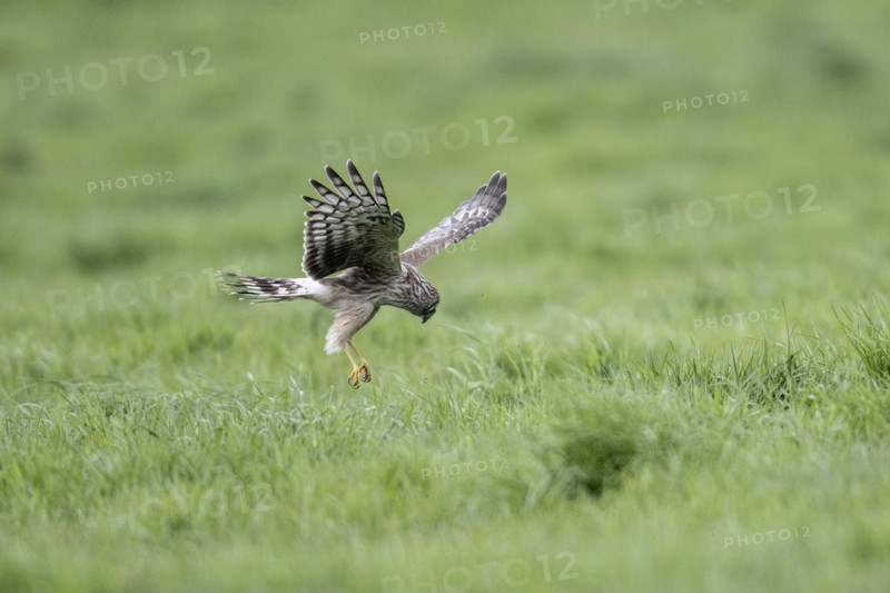 Hen harrier (Circus cyaneus), Emsland, Lower Saxony, Germany, Europe