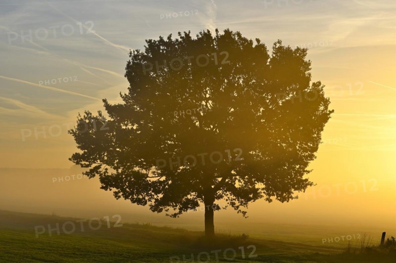 English oak (Quercus robur) in a meadow in the morning light in autumn, Lower Rhine, North Rhine-Westphalia, Germany, Europe