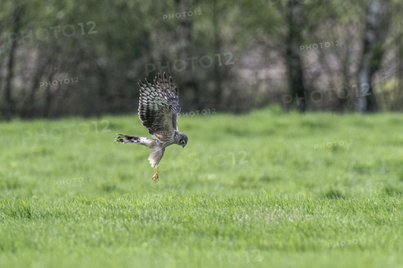 Hen harrier (Circus cyaneus), Emsland, Lower Saxony, Germany, Europe