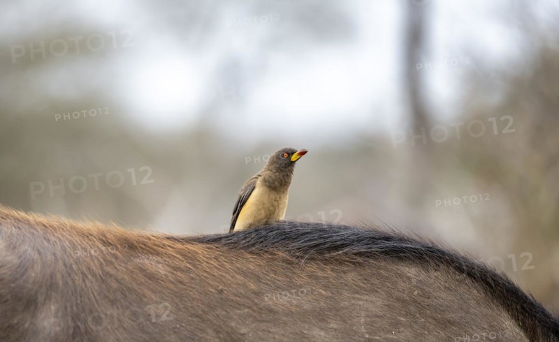 Yellow-billed oxpecker (Buphagus africanus) on the back of a african buffalo (Syncerus caffer caffer), Kruger National Park, South Africa, Africa