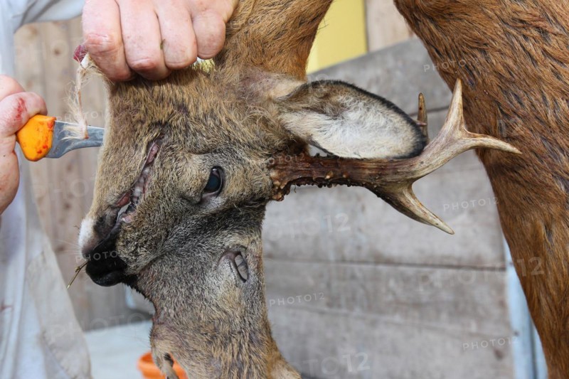 European roe deer (Capreolus capreolus) butcher, butcher processes shot roebuck, Lower Austria, Austria, Europe