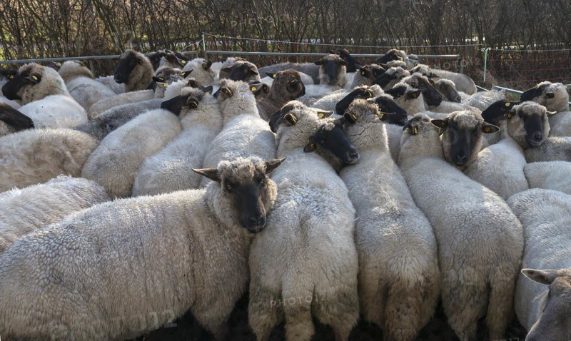 Crowded black-headed domestic sheep (Ovis gmelini aries) in a pen, Mecklenburg-Western Pomerania, Germany, Europe