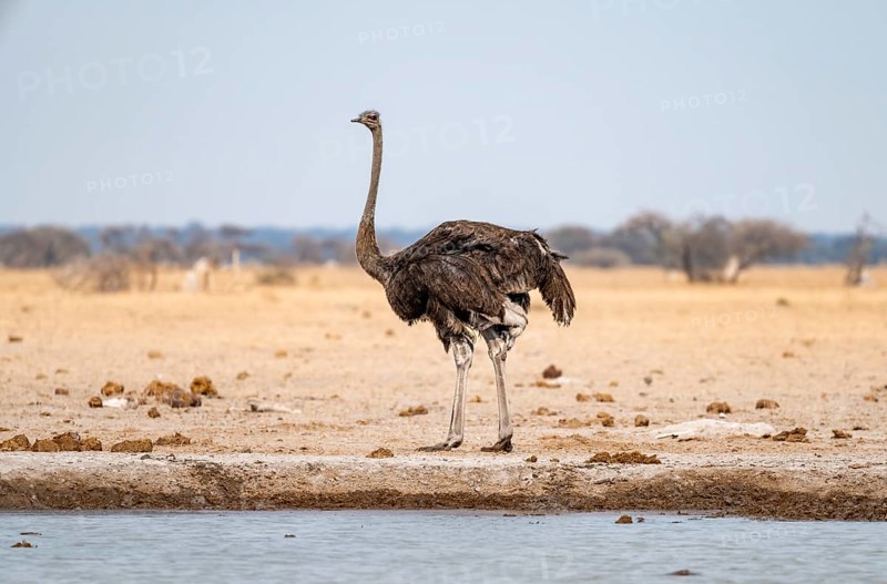 Common ostrich (Struthio camelus), adult female, at the waterhole, Nxai Pan National Park, Botswana, Africa
