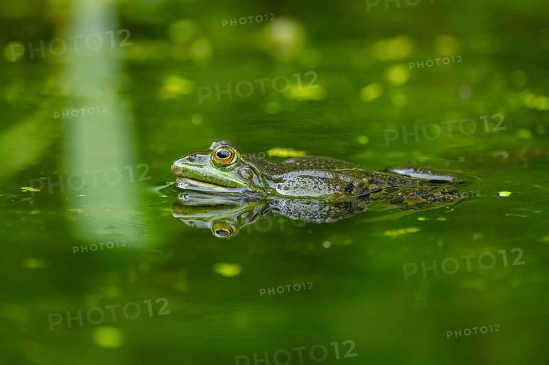 Edible frog (Pelophylax esculentus) in a little lake in the water, Bavaria, Germany, Europe