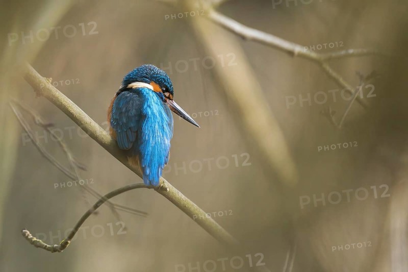 A kingfisher (Alcedo atthis) sits on a branch in its natural environment and displays its blue-orange feathers, Hesse, Germany, Europe