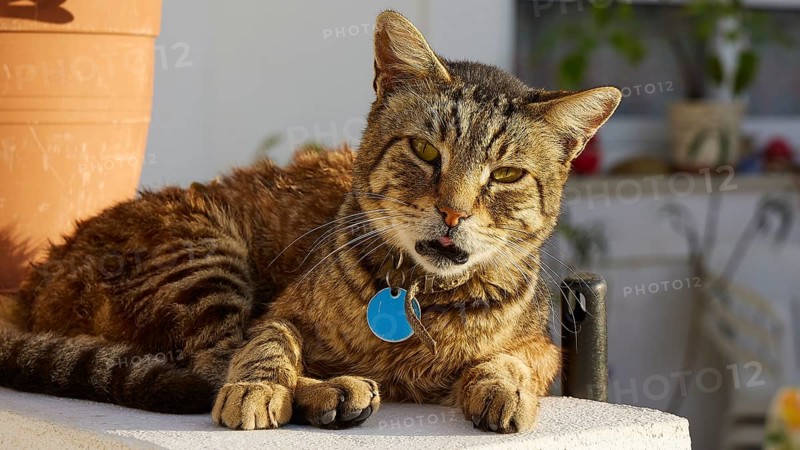 Tabby cat lying relaxed next to a terracotta pot in the sunlight, cat, Pyles, west coast, mountain village, evening light, Karpathos, Dodecanese, Greek Islands, Greece, Europe