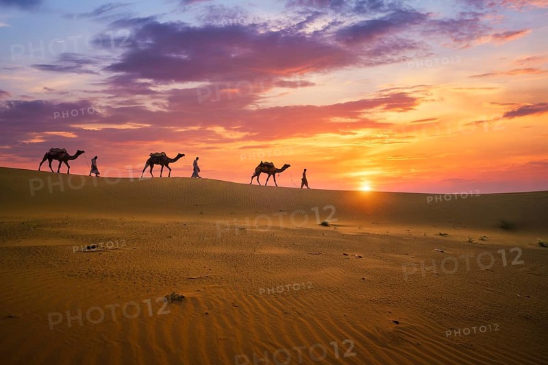 Indian cameleers camel drivers bedouin with camel silhouettes in sand dunes of Thar desert on sunset. Caravan in Rajasthan travel tourism background safari adventure. Jaisalmer, Rajasthan, India, Asia