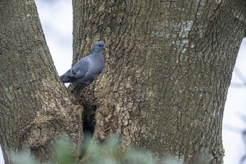Stock Dove (Columba oenas), Emsland, Lower Saxony, Germany, Europe