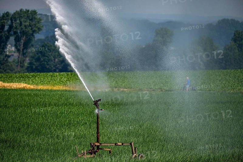A field with onions is artificially irrigated, water is sprayed onto the field via a sprinkler system, North Rhine-Westphalia, Germany, Europe