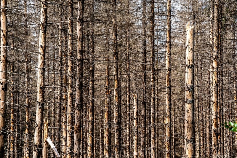 Dead spruce forest in the Eggegebirge, near Lichtenau, Paderborn district, North Rhine-Westphalia, Germany, Europe
