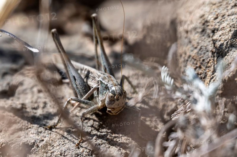 Grasshopper, Naryn Province, Kyrgyzstan, Asia