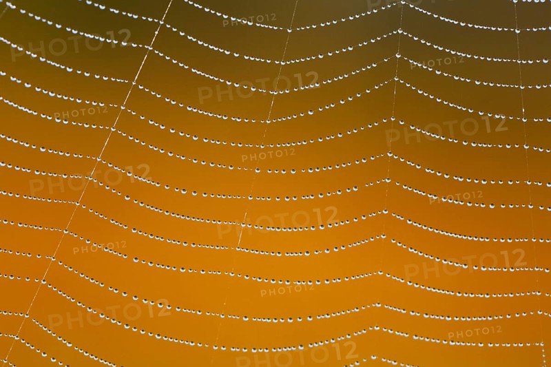 Dewdrops on a spider's web, Switzerland, Europe