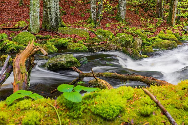 Kleine Ohe creek below Waldhaeuser village in the Bavarian Forest Nationalpark. Flowing water, little cascades, mossy stones and fresh green vegetation