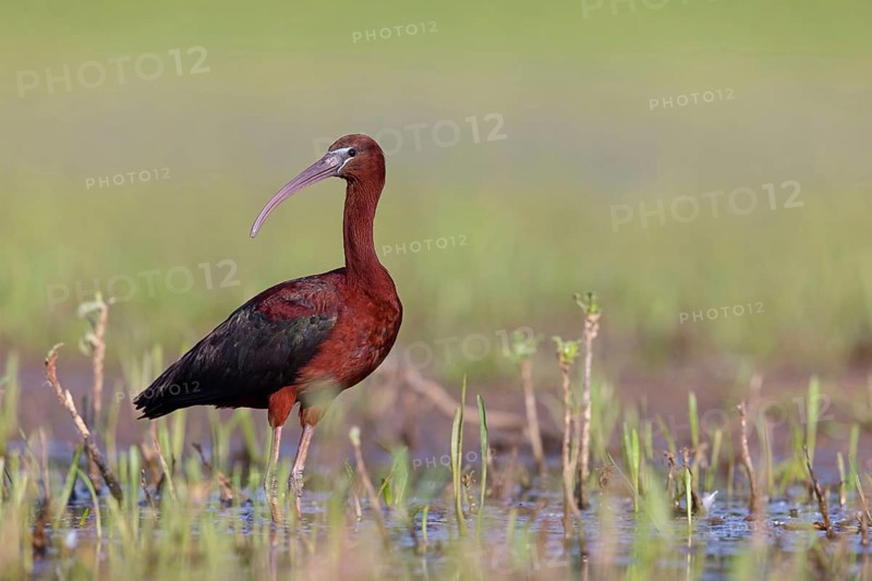 Glossy ibis (Plegadis falcinellus), Floating Hide fixed, Everglades NP, Florida, USA, North America