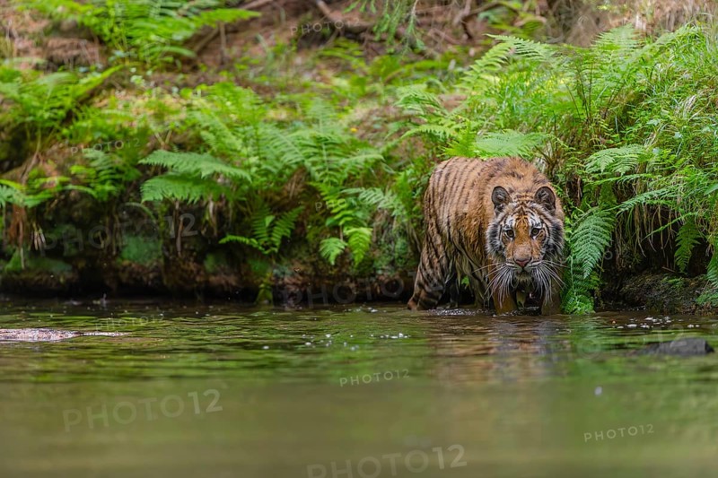 One young female Siberian Tiger, Panthera tigris altaica, walking thru the cool fresh water of a creek deep in a forest