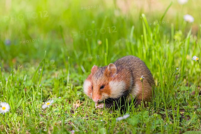 A European hamster (Cricetus cricetus), Eurasian hamster, black-bellied hamster or common hamster, collects herbs, grass and daisies on a meadow